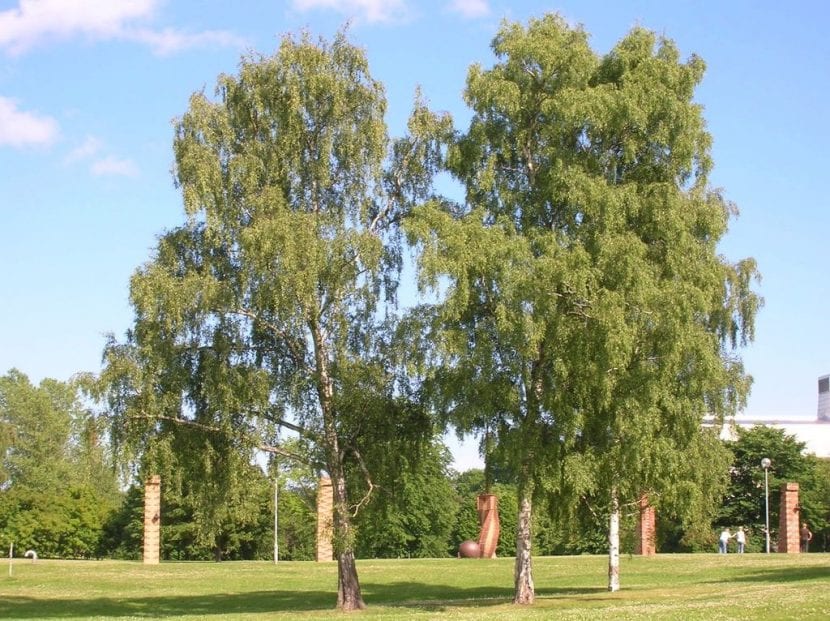 Vista del Betula pendula en un jardín