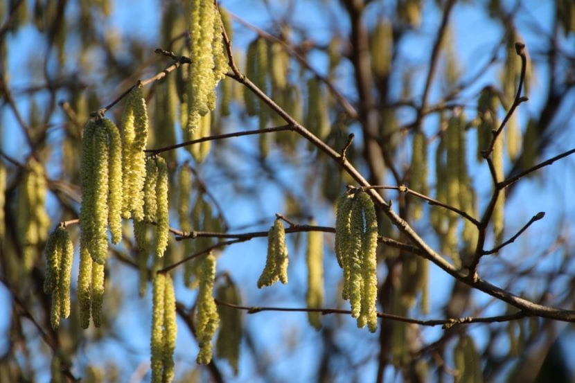 Las flores del Betula pendula se agrupan en inflorescencias