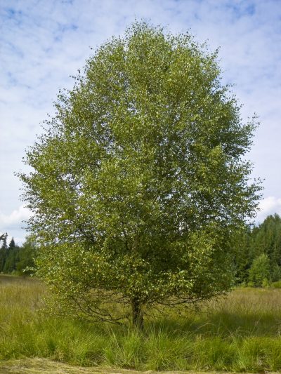Vista del Betula pubescens