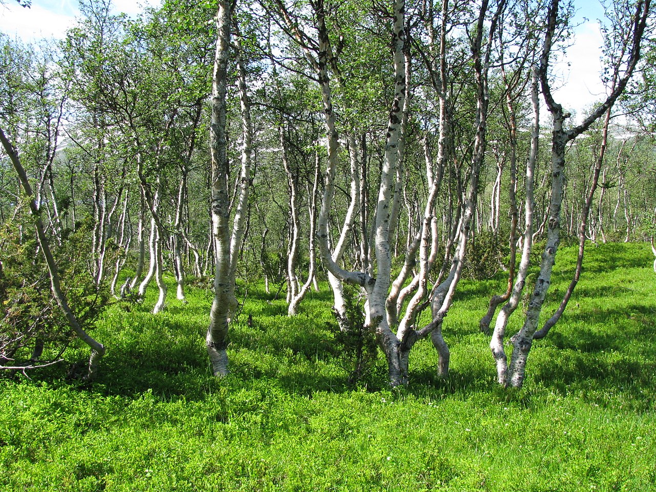 Vista del Betula pubescens