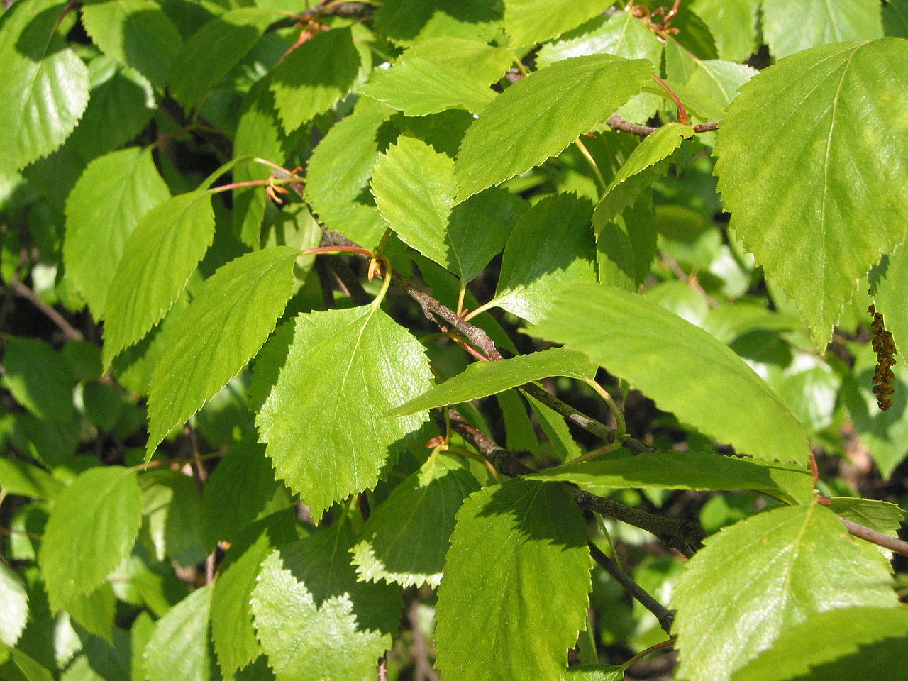 Las hojas del Betula pubescens son verdes