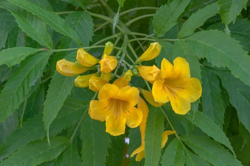 Tacoma stans de color amarillo