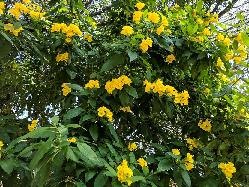 Bignonia amarilla (Tecoma stans): cultivo, poda y plagas