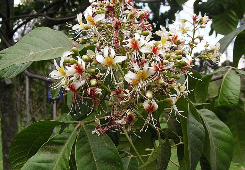 Billia columbiana