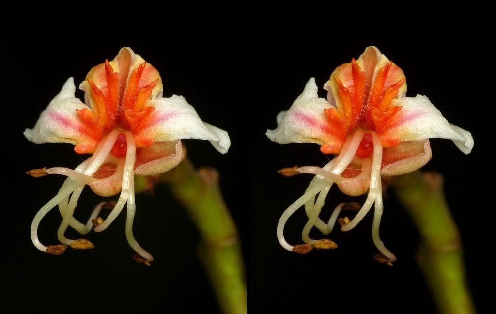 Billia rosea
