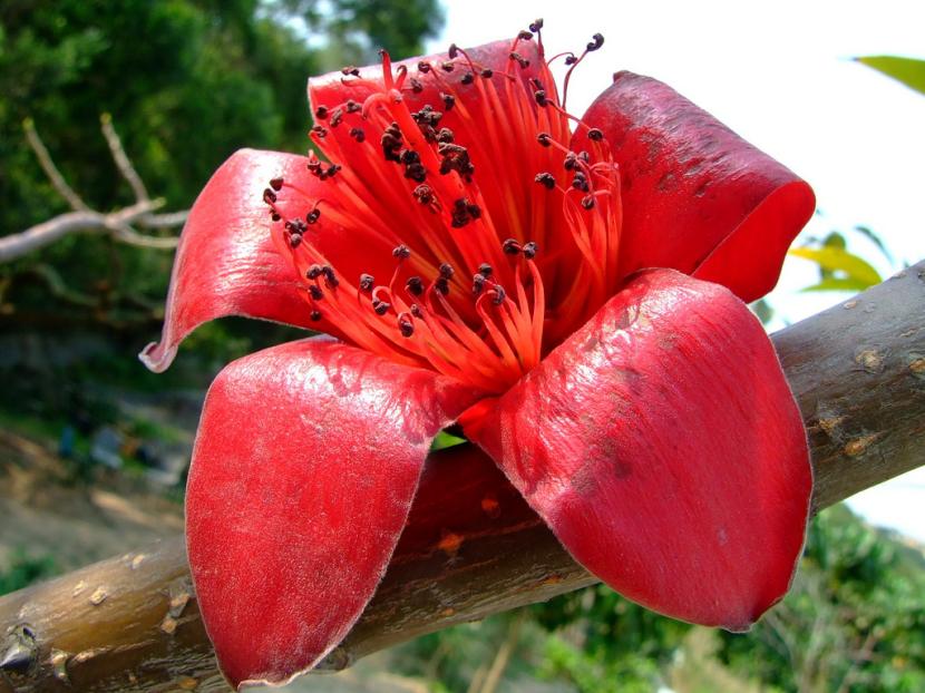 Bombax ceiba, el árbol del algodón de seda rojo
