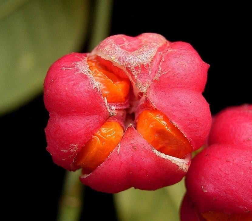 Flor del bonetero o Euonymus europaeus