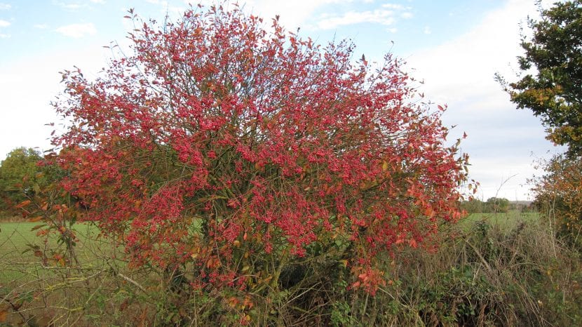 Arbusto de bonetero silvestre