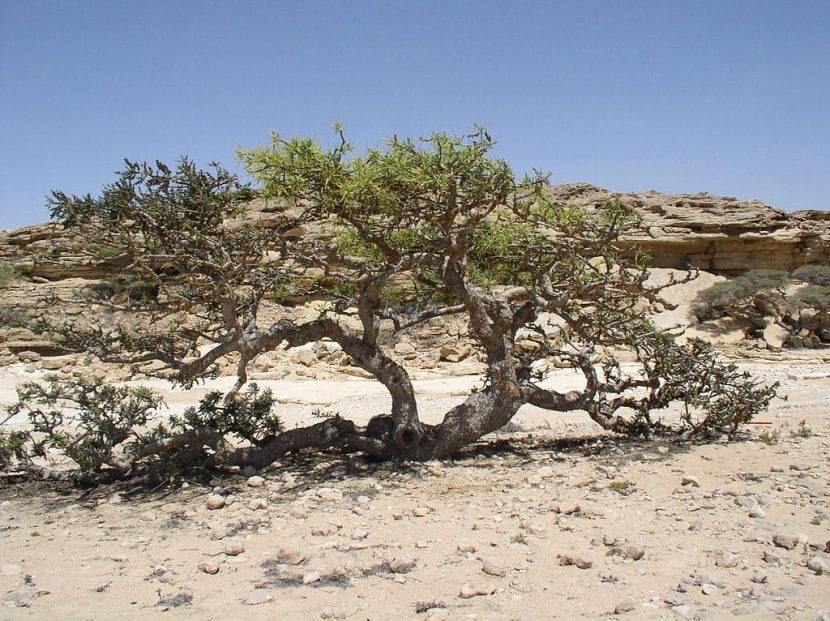 Vista de la Boswellia en hábitat