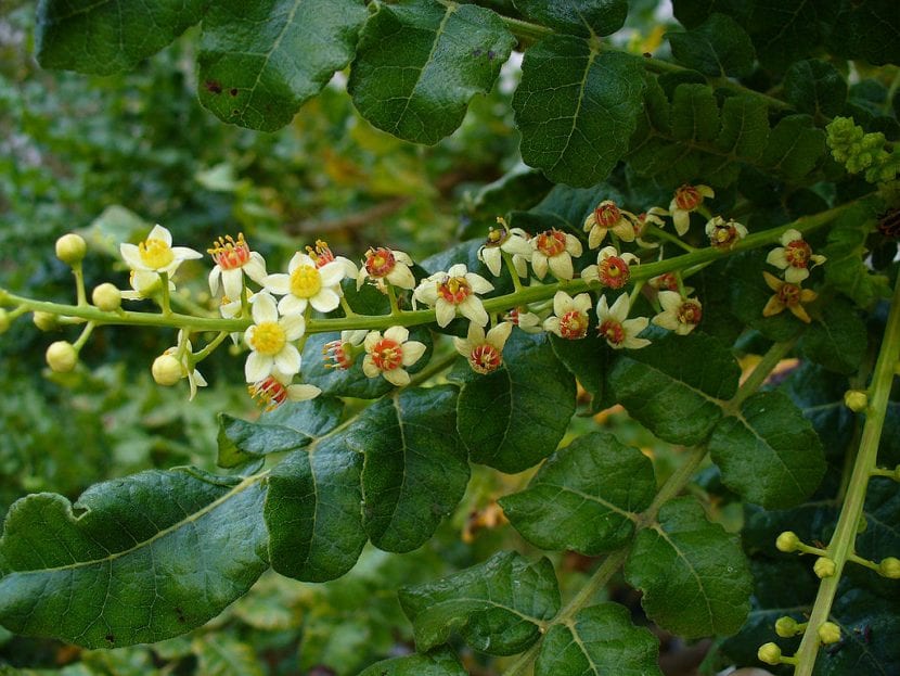 Boswellia sacra, un arbusto de flores preciosas