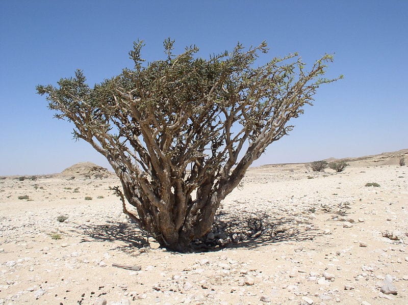 Bosweelia sacra en hábitat