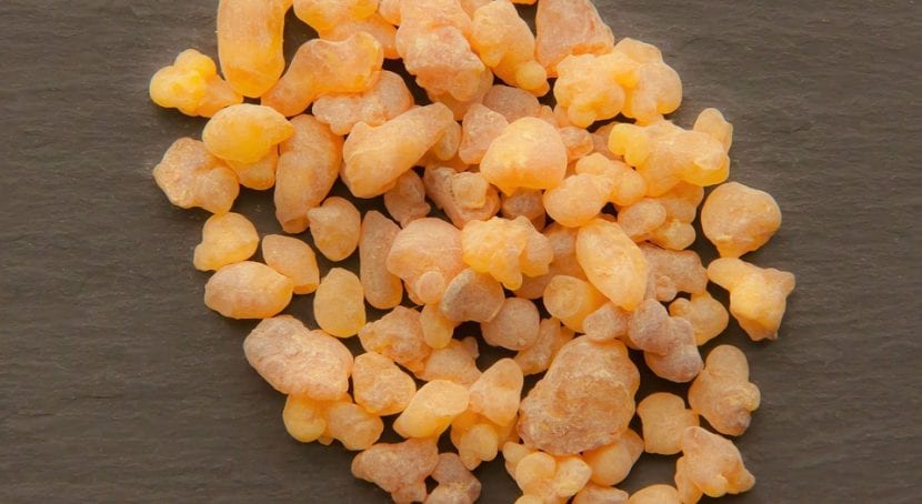 La Boswellia es un árbol del que se extrae el incienso