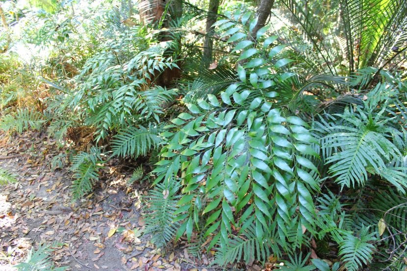 Ejemplar de Bowenia serrulata