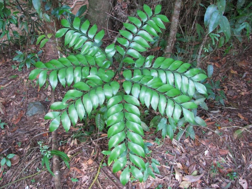 Ejemplar de Bowenia spectabilis