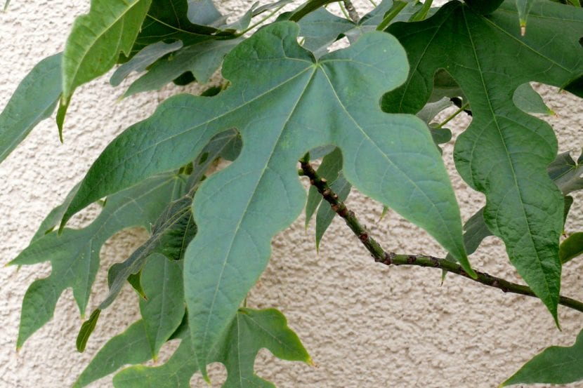 Hojas de Brachychiton discolor