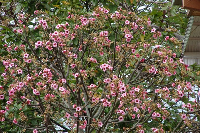 Flor de Brachychiton discolor