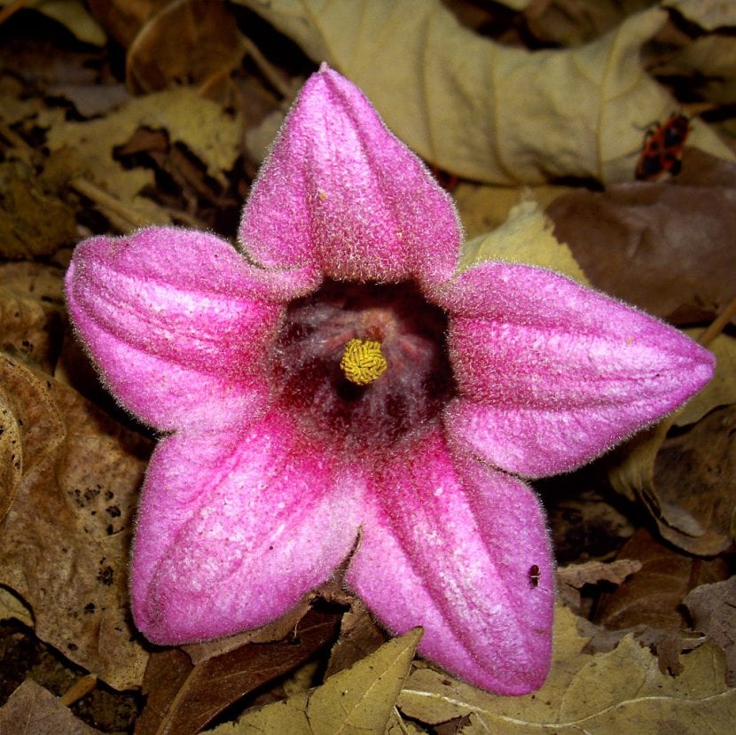 Flor de Brachychiton discolor