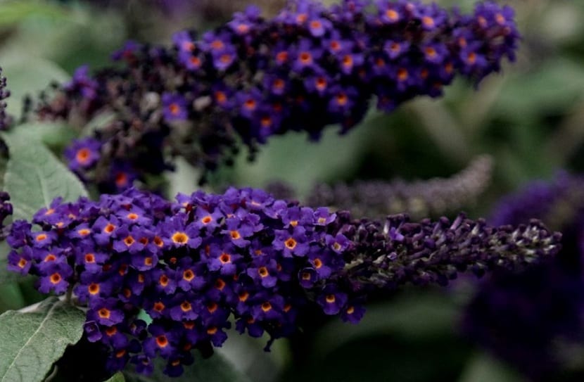 Buddleja davidii flores