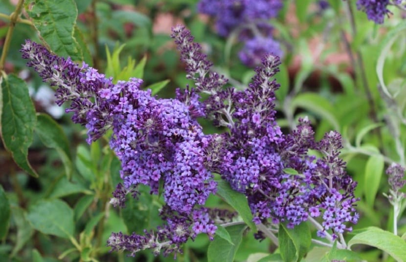 Buddleja davidii: cuidados y poda del arbusto de las mariposas