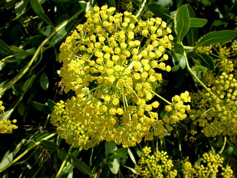 Bupleurum fruticosum