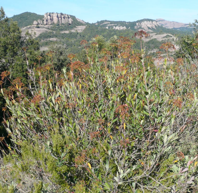 Bupleurum fruticosum