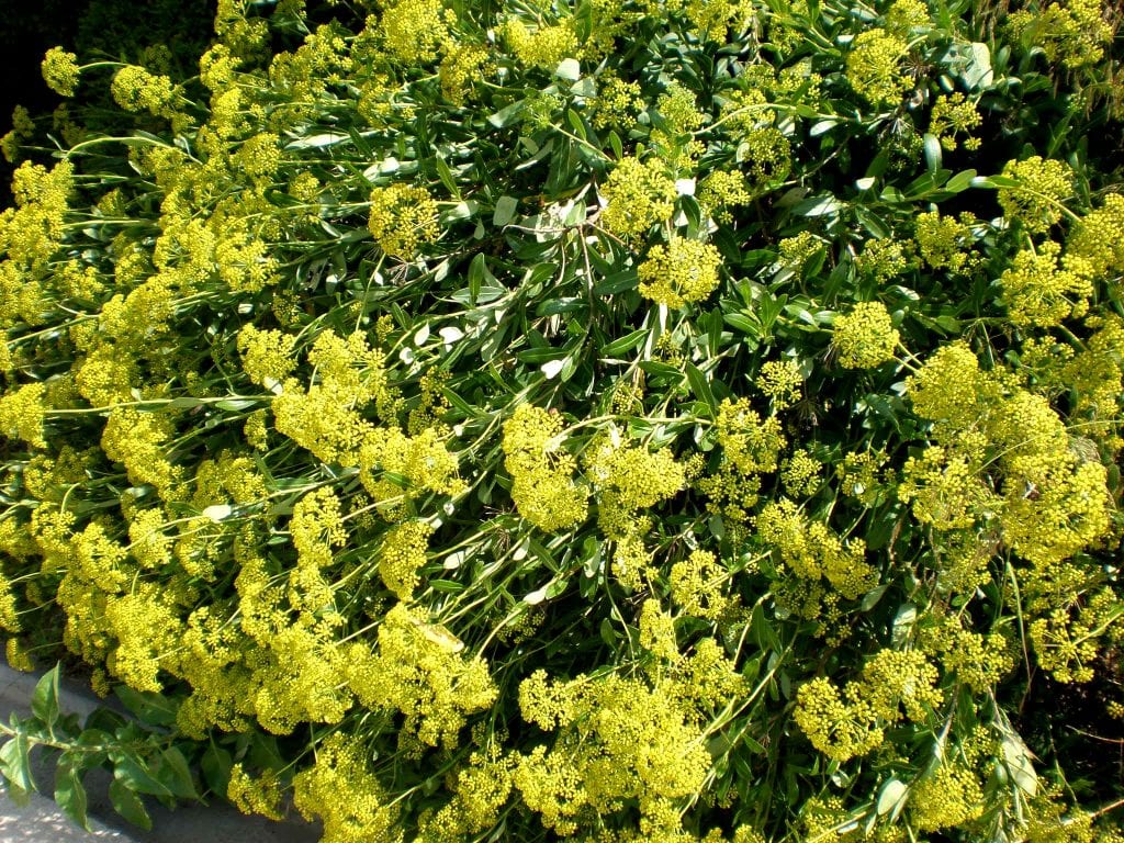 Bupleurum fruticosum o adelfilla: cultivo y poda