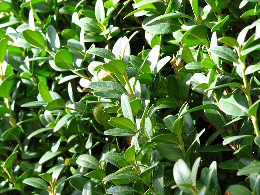 Buxus Sempervirens, un pequeño arbusto de uso ornamental