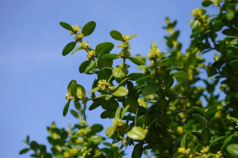 origen del Buxus Sempervirens o Boj