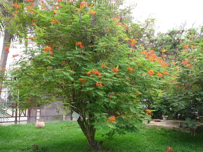 Caesalpinia pulcherrima