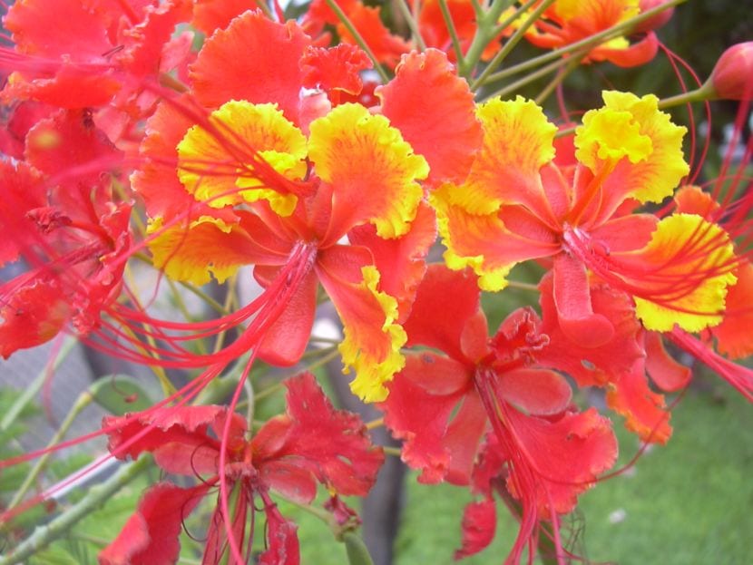 Caesalpinia: cultivo y cuidados en jardines pequeños