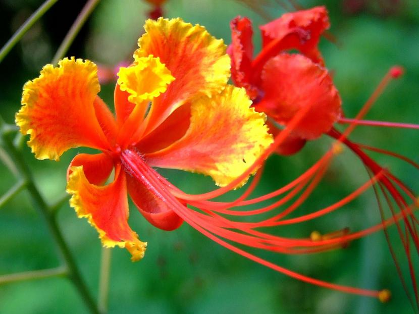 Caesalpinia pulcherrima: cuidados del falso flamboyán