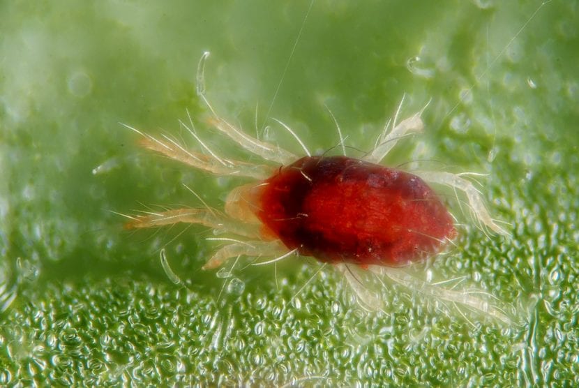 Daños de araña roja en hojas