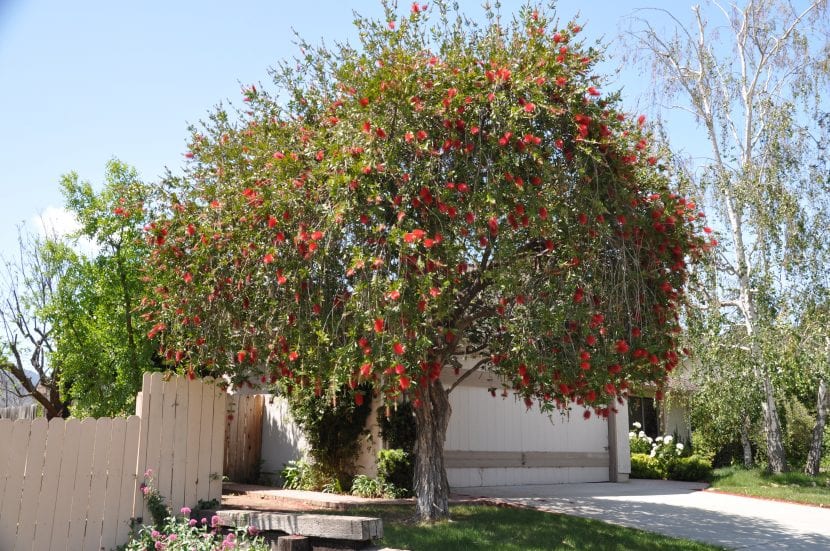 Vista de un ejemplar adulto de Callistemon citrinus