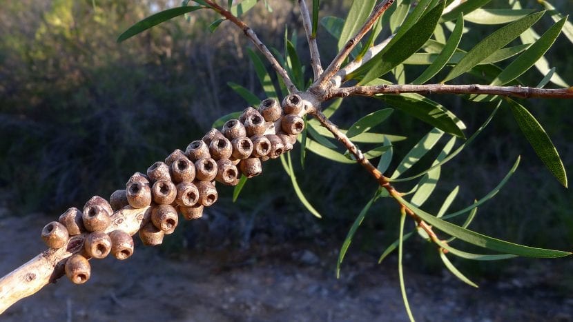 Vista de los frutos del Callistemon, donde se encuentran las semillas