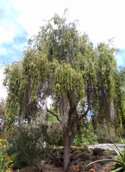 Callistemon viminalis
