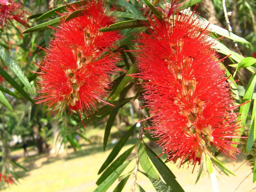Vista de las flores del Callistemon viminalis