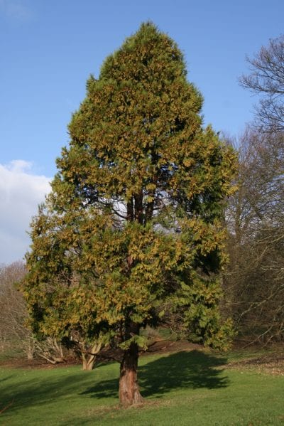 Ejemplar de Calocedrus decurrens