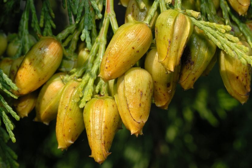 Conos del Calocedrus decurrens