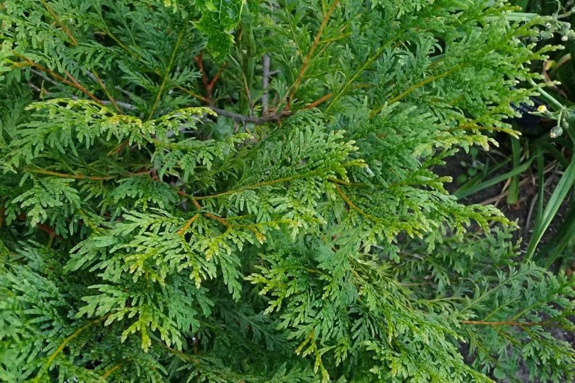 Ejemplar del Calocedrus macrolepis
