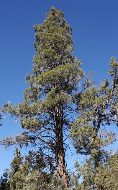 Calocedrus decurrens en hábitat