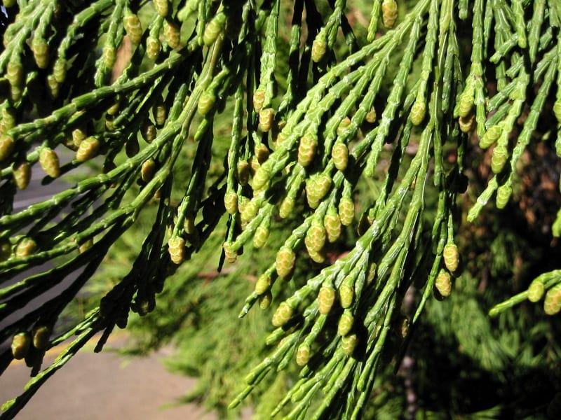 Calocedrus decurrens: cuidados del cedro de incienso