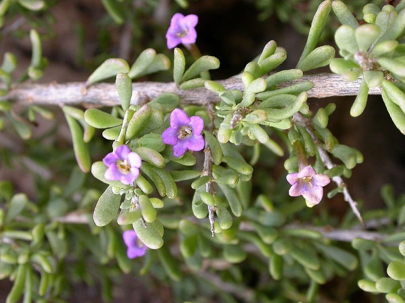 Cultivo de la Lycium intricatum