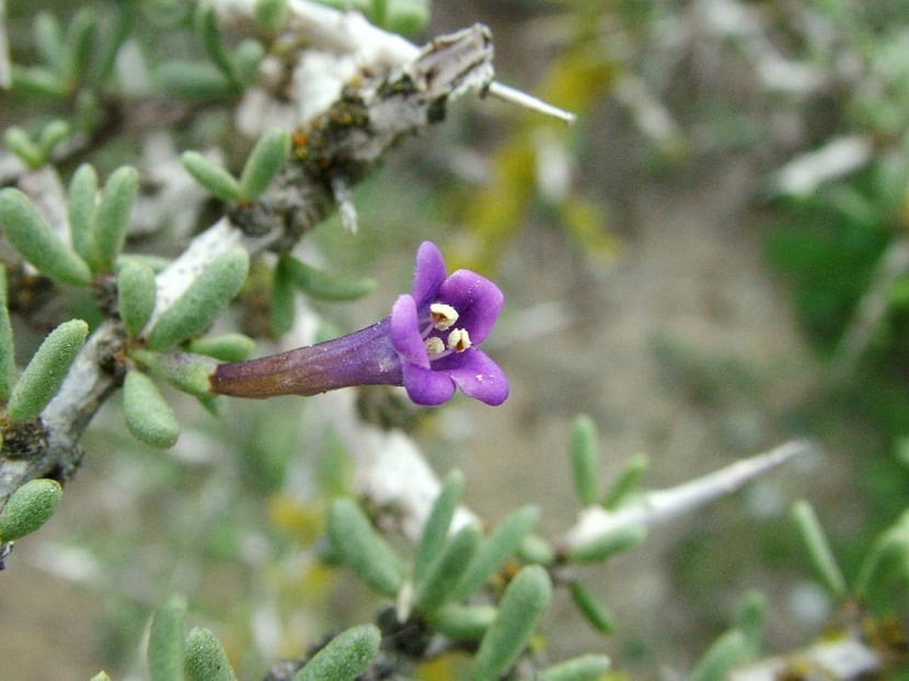 Cambronera o Lycium intricatum
