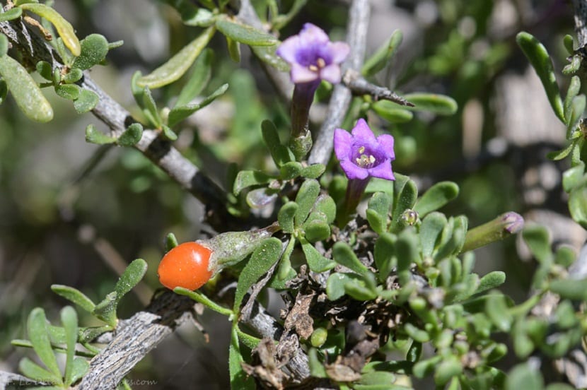 Caracteristicas de la Lycium intricatum