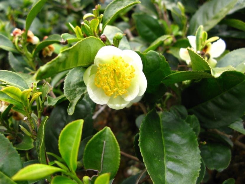 Vista de la flor de Camellia sinensis