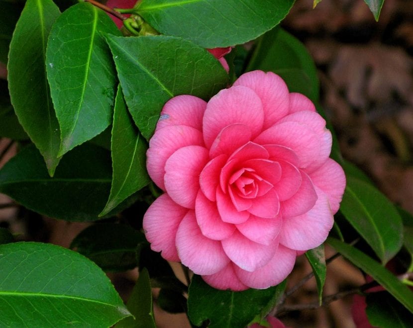 La Camelia puede cultivarse en maceta