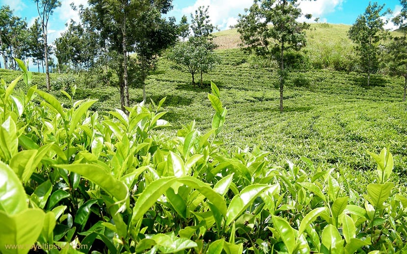 Camellia sinensis para el té