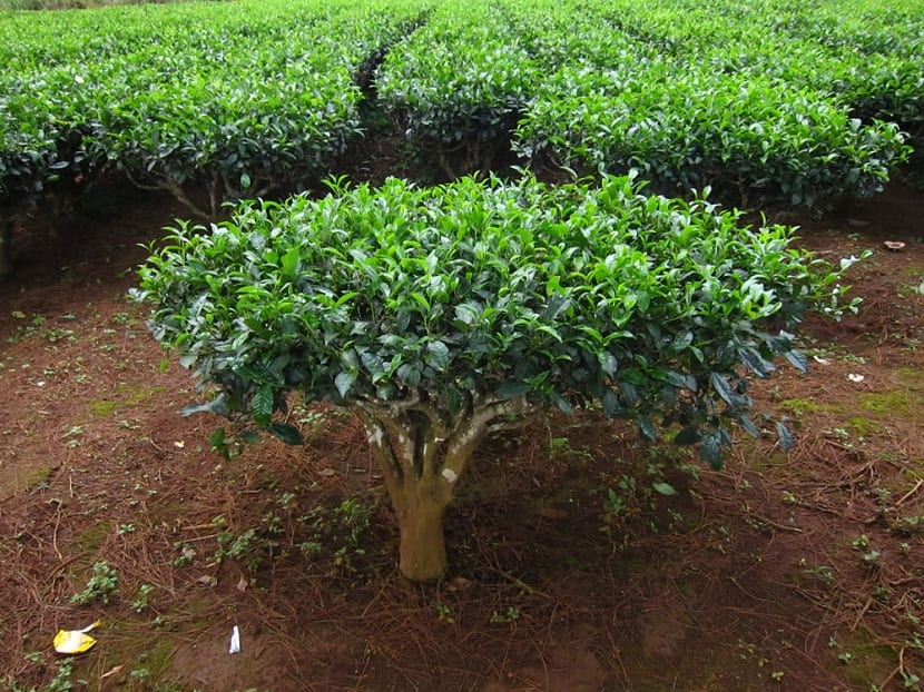 Camellia sinensis