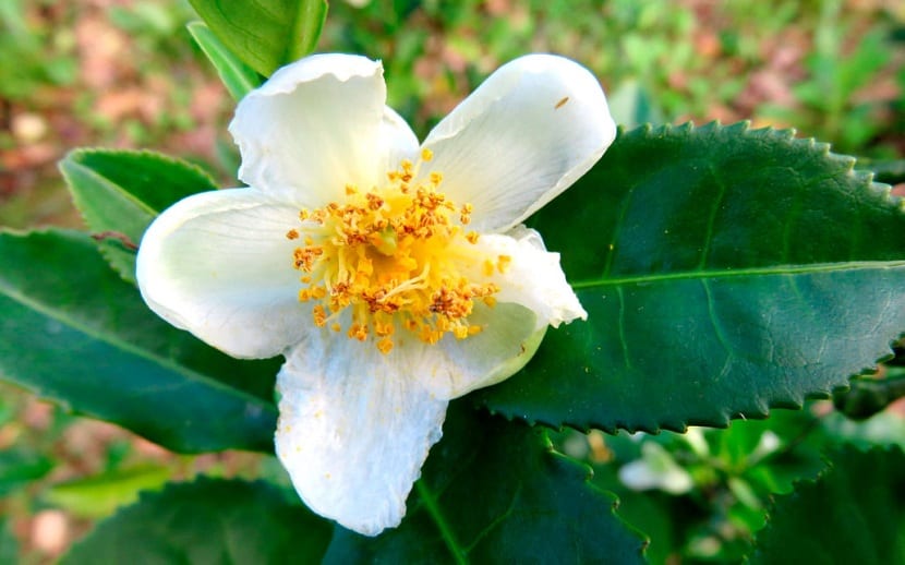 Flor de la Camellia sinensis