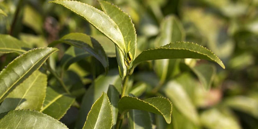 Té verde con Camellia sinensis